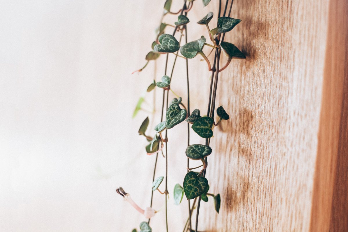 indoor plants