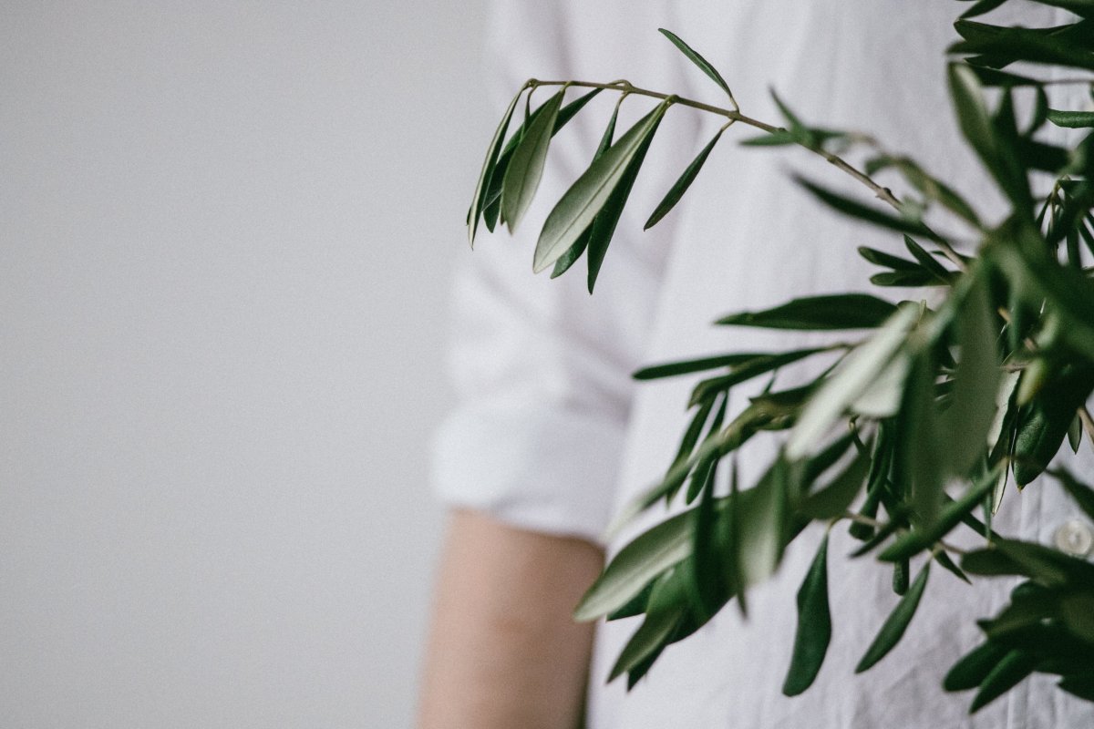 indoor plants