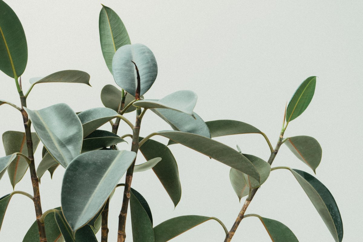 indoor plants