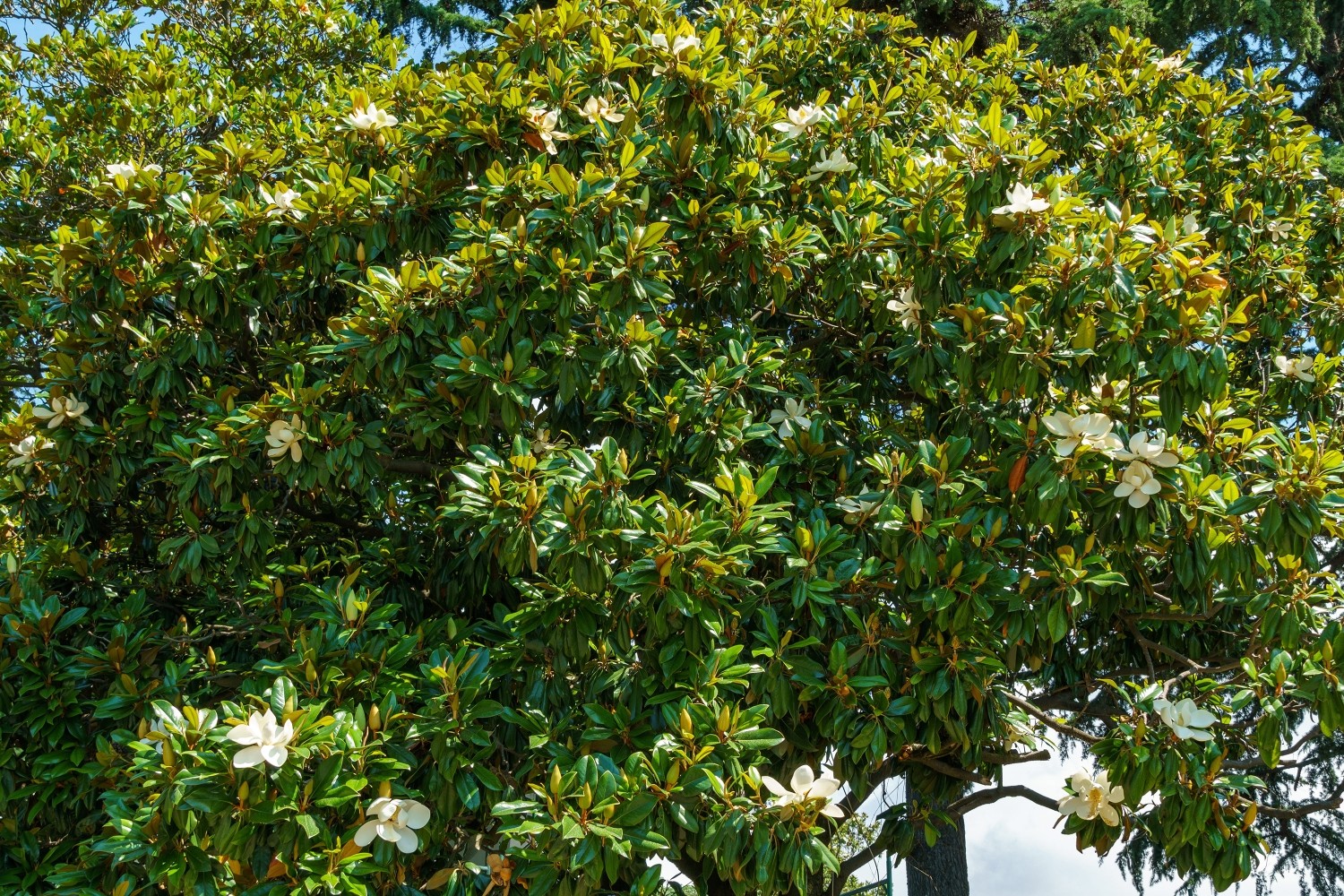 Best Hedging Plants Best Hedging Plants