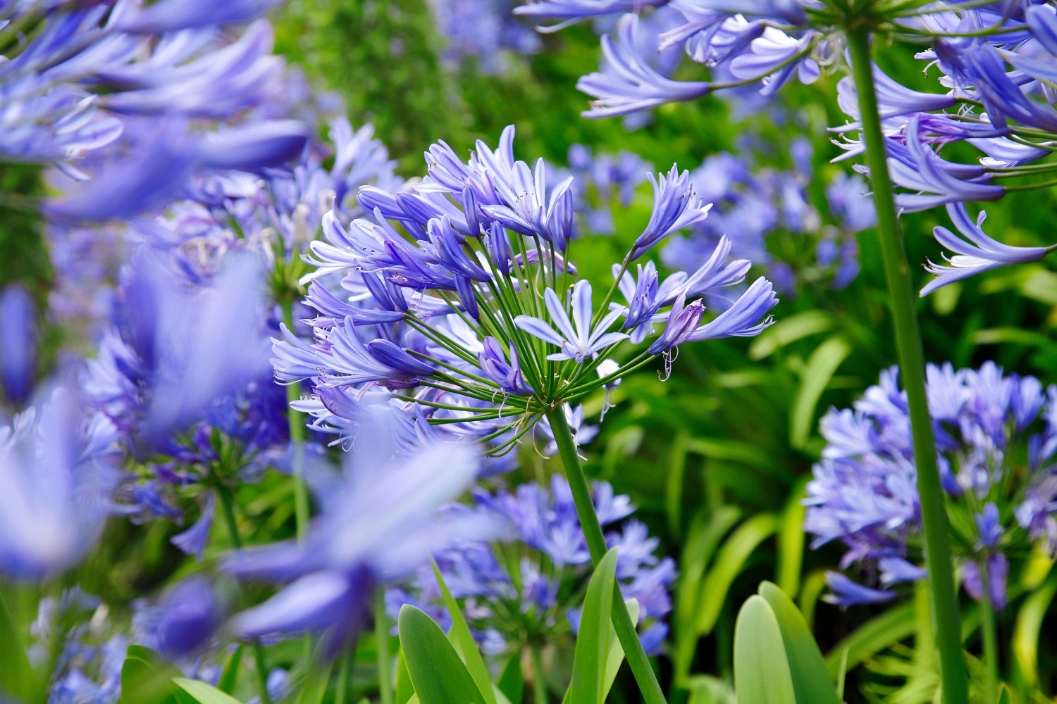 16 Drought Hardy Plants for a Low-Maintenance Garden 16 Drought Hardy Plants for a Low-Maintenance Garden